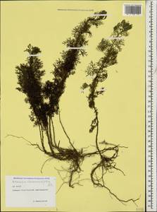 Artemisia chamaemelifolia Vill., Caucasus, North Ossetia, Ingushetia & Chechnya (K1c) (Russia)