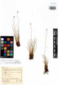 Carex macroprophylla (Y.C.Yang) S.R.Zhang, Siberia, Altai & Sayany Mountains (S2) (Russia)