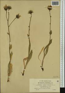 Hieracium subspeciosum subsp. megalocladum Nägeli & Peter, Western Europe (EUR) (France)