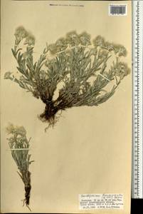 Leontopodium leontopodioides (Willd.) Beauverd, Mongolia (MONG) (Mongolia)