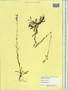Saxifraga hirculus L., Siberia, Baikal & Transbaikal region (S4) (Russia)
