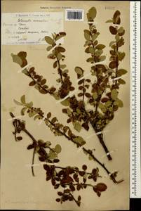 Cotoneaster suavis Pojark., Caucasus, Armenia (K5) (Armenia)