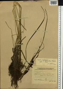 Carex acuta L., Siberia, Western Siberia (S1) (Russia)