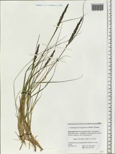 Calamagrostis lapponica (Wahlenb.) Hartm., Eastern Europe, Northern region (E1) (Russia)
