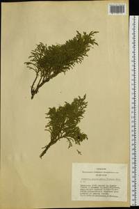 Juniperus pseudosabina Fisch. & C.A.Mey., Siberia, Altai & Sayany Mountains (S2) (Russia)