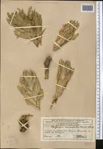 Cryptocodon monocephalus (Trautv.) Fed., Middle Asia, Western Tian Shan & Karatau (M3) (Kazakhstan)