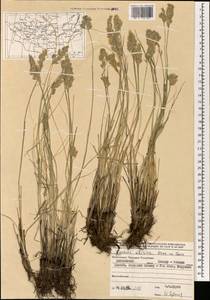 Festuca sibirica Hack. ex Boiss., Mongolia (MONG) (Mongolia)