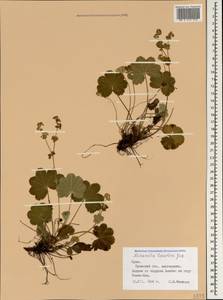 Alchemilla taurica (Buser) Juz., Crimea (KRYM) (Russia)