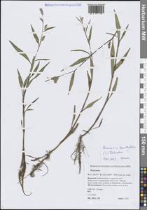 Persicaria lapathifolia (L.) Gray, Siberia, Baikal & Transbaikal region (S4) (Russia)