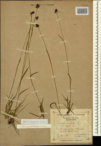 Luzula stenophylla Steud., Caucasus, Krasnodar Krai & Adygea (K1a) (Russia)