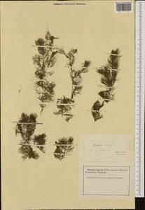 Ceratophyllum submersum L., Western Europe (EUR) (France)