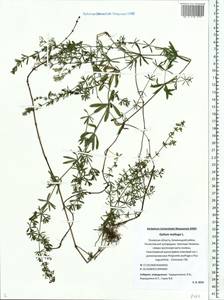 Galium mollugo L., Eastern Europe, North-Western region (E2) (Russia)