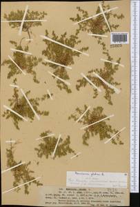 Herniaria glabra L., Middle Asia, Western Tian Shan & Karatau (M3) (Kazakhstan)