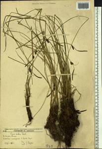 Carex cespitosa var. cespitosa, Siberia, Russian Far East (S6) (Russia)