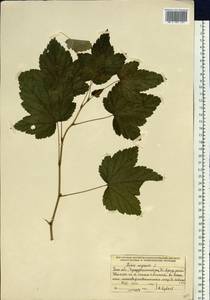 Ribes nigrum L., Siberia, Baikal & Transbaikal region (S4) (Russia)