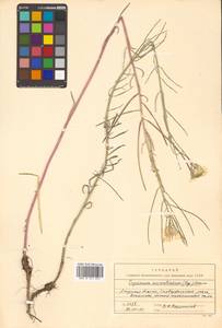 Erysimum perofskianum Fisch. & C. A. Mey., Siberia, Russian Far East (S6) (Russia)