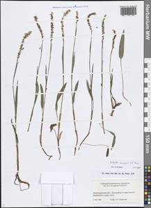 Bistorta vivipara (L.) Delarbre, Eastern Europe, North-Western region (E2) (Russia)