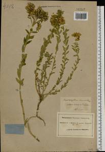 Haplophyllum suaveolens (DC.) G. Don, Eastern Europe, North Ukrainian region (E11) (Ukraine)