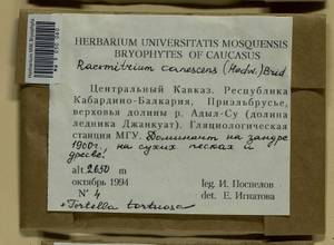 Niphotrichum canescens (Hedw.) Bedn.-Ochyra & Ochyra, Bryophytes, Bryophytes - North Caucasus & Ciscaucasia (B12) (Russia)