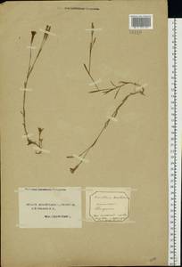 Dianthus deltoides L., Eastern Europe, Northern region (E1) (Russia)