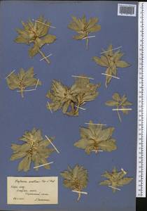 Cryptocodon monocephalus (Trautv.) Fed., Middle Asia, Western Tian Shan & Karatau (M3) (Kazakhstan)