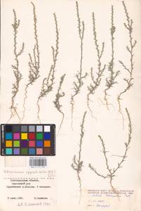 Salsola tamariscina Pall., Eastern Europe, Lower Volga region (E9) (Russia)