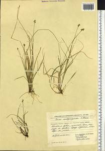 Carex marina subsp. marina, Siberia, Chukotka & Kamchatka (S7) (Russia)