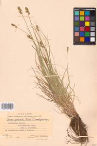 Carex spicata subsp. spicata, Eastern Europe, Central forest-and-steppe region (E6) (Russia)
