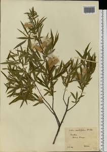 Salix acutifolia Willd., Eastern Europe, South Ukrainian region (E12) (Ukraine)