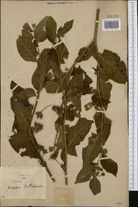 Atropa belladonna L., Western Europe (EUR) (Serbia)