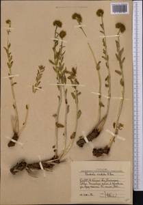 Rhodiola heterodonta (Hook. fil. & Thomson) Boriss., Middle Asia, Western Tian Shan & Karatau (M3) (Uzbekistan)