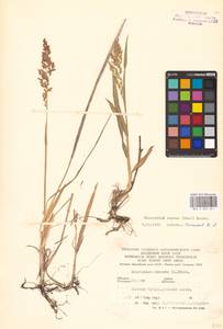 Anthoxanthum repens (Host) Veldkamp, Eastern Europe, Lower Volga region (E9) (Russia)