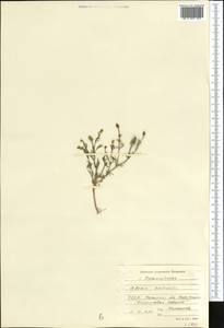 Adonis vernalis L., Middle Asia, Karakum (M6) (Turkmenistan)