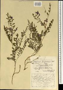 Corethrodendron fruticosum (Pall.) B.H.Choi & H.Ohashi, Mongolia (MONG) (Mongolia)