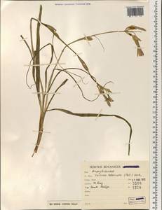 Ixiolirion tataricum (Pall.) Schult. & Schult.f., South Asia, South Asia (Asia outside ex-Soviet states and Mongolia) (ASIA) (Iran)