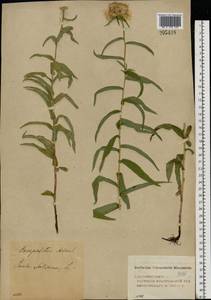 Pentanema salicinum subsp. salicinum, Eastern Europe, Volga-Kama region (E7) (Russia)