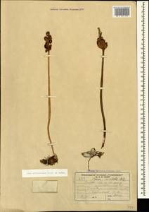 Arum italicum subsp. albispathum (Steven ex Ledeb.) Prime, Caucasus, Stavropol Krai, Karachay-Cherkessia & Kabardino-Balkaria (K1b) (Russia)