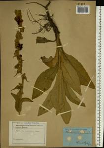 Verbascum phlomoides L., Eastern Europe, South Ukrainian region (E12) (Ukraine)