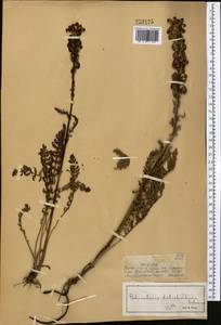 Pedicularis dolichorhiza Schrenk, Middle Asia, Dzungarian Alatau & Tarbagatai (M5) (Kazakhstan)