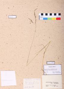 Festuca rubra L., Siberia, Baikal & Transbaikal region (S4) (Russia)
