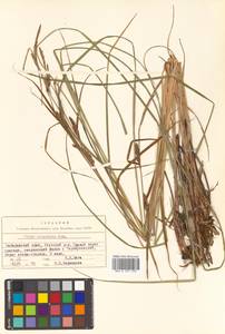 Carex kirganica Kom., Siberia, Russian Far East (S6) (Russia)