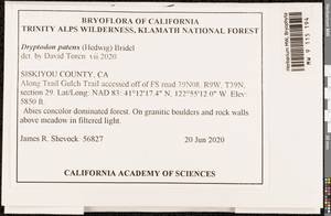 Grimmia longirostris Hook., Bryophytes, Bryophytes - America (BAm) (United States)