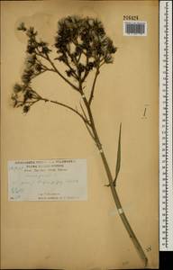 Sonchus palustris L., Eastern Europe, Central forest-and-steppe region (E6) (Russia)