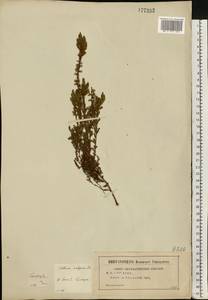 Calluna vulgaris (L.) Hull, Eastern Europe, Central region (E4) (Russia)