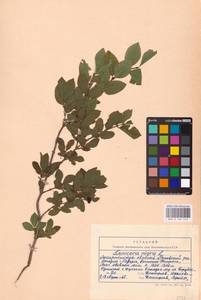 Lonicera nigra L., Eastern Europe, West Ukrainian region (E13) (Ukraine)