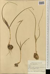 Moraea sisyrinchium (L.) Ker Gawl., South Asia, South Asia (Asia outside ex-Soviet states and Mongolia) (ASIA) (Iraq)