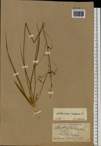 Anthericum ramosum L., Eastern Europe, North Ukrainian region (E11) (Ukraine)