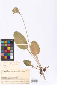 Primula veris subsp. macrocalyx (Bunge) Lüdi, Caucasus, Dagestan (K2) (Russia)