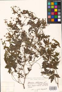 Geranium sibiricum L., Eastern Europe, Moscow region (E4a) (Russia)