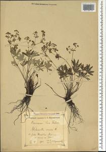Alchemilla sericea Willd., Caucasus, Krasnodar Krai & Adygea (K1a) (Russia)
